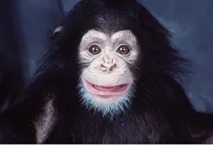 Chimp: CHIMPANZEE - baby making funny face