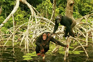 Anthropomorphic: CHIMPANZEE - balancing in mangrove