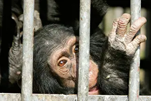 Rehabilitation: Chimpanzee - behind bars