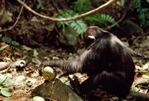 Smashing: Chimpanzee - bashing Conopharyngia fruit on a rock