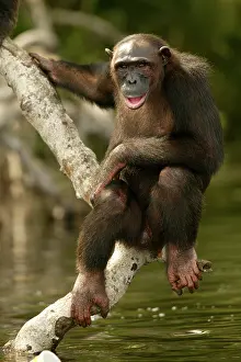 Toes: CHIMPANZEE - on branch above water