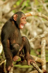 Penis: CHIMPANZEE - on branches