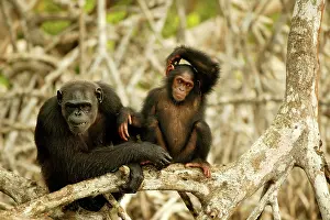 Anthropomorphic: CHIMPANZEE - two on branches, one scratching