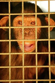 Orphan: CHIMPANZEE - captive behind bars
