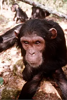 Chimp: CHIMPANZEE - close-up