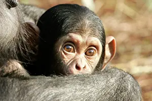 Startled: Chimpanzee - close-up of babies face