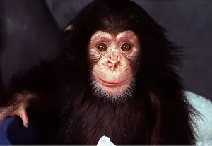 Chimp: CHIMPANZEE - close-up of baby face