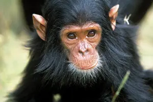 Beards: Chimpanzee - close-up of face