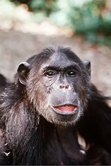 Chimp: CHIMPANZEE - close-up of face