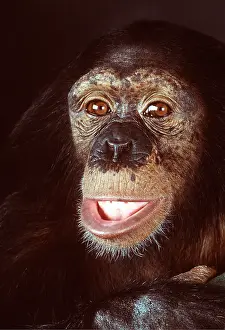 Chimp: CHIMPANZEE - close-up of face