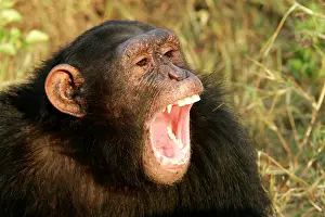 Nervous: Chimpanzee - close-up of face, with mouth open, aggressive