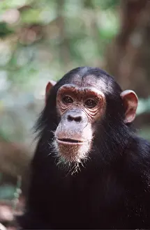Rungnapa Sasitorn: CHIMPANZEE - close-up of head