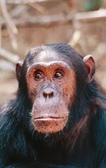 Sixteen: CHIMPANZEE - close-up of head. Gimble, sixteen