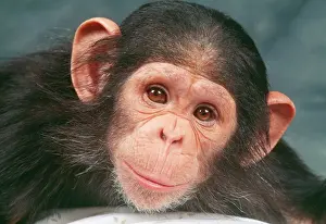 Mouths: CHIMPANZEE - close-up of young face