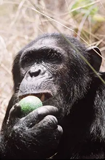 Chimp: CHIMPANZEE - eating fruit