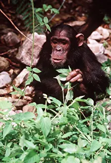 Chimp: CHIMPANZEE - eating leaves of creeping foxglove