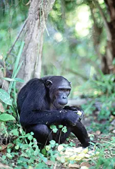 Chimp: CHIMPANZEE - eating lemons