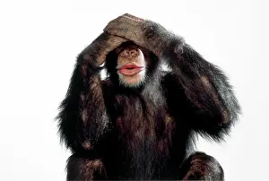 Evil: Chimpanzee - see no evil