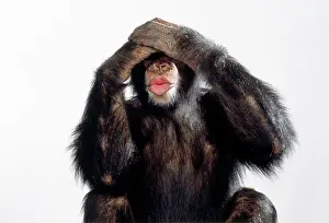 Evil: Chimpanzee - see no evil
