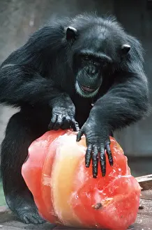 Intelligence: CHIMPANZEE - extracting carrots from giant ice lolly