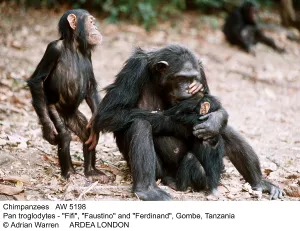 Anthropomorphic: CHIMPANZEE - family, Fifi, Faustino and Ferdinand