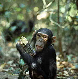 Chimp: CHIMPANZEE - Faustino Infant male, four years old