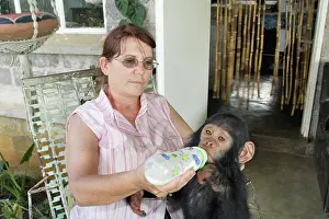 Reared: Chimpanzee - being fed by Sylvia Siddle