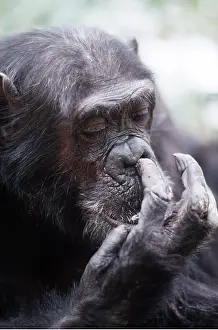 Picking: CHIMPANZEE - Female Gigi picking nose