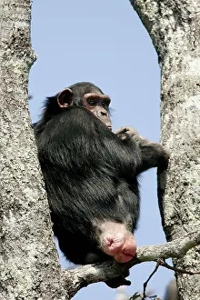 Genitalia: Chimpanzee - female in oestrus