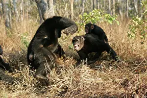 Attacking: Chimpanzee - female protecting her young from a male