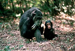 Ferdinand: CHIMPANZEE - Fifi with Ferdinand, 1 yr old