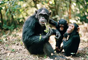 Ferdinand: Chimpanzee - Fifi Ferdinand Faustina