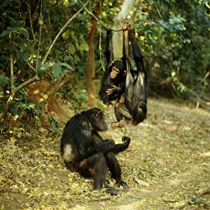Ferdinand: Chimpanzee - Fifi Ferdinand & Faustino