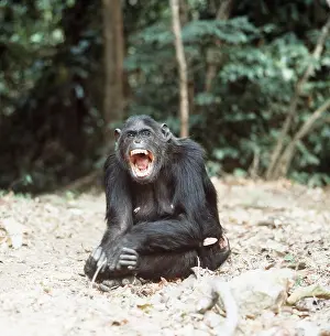 Fifi: CHIMPANZEE - Fifi yawning