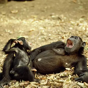 Ferdinand: Chimpanzee - Fifi with one year old Ferdinand