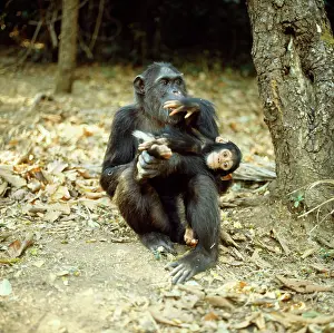 Note: Chimpanzee - Fifi with one year old Ferdinand