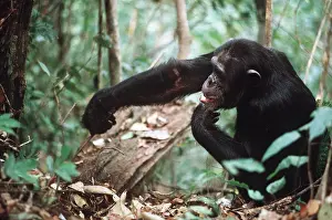 Intelligence: CHIMPANZEE - fishing for Safari ants