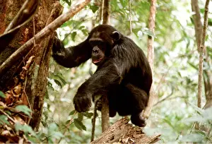 Intelligence: CHIMPANZEE - fishing for Safari ants
