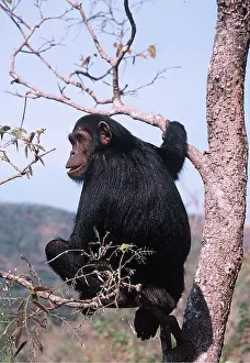 Outs: CHIMPANZEE - Flossie in Pterocarpu tree