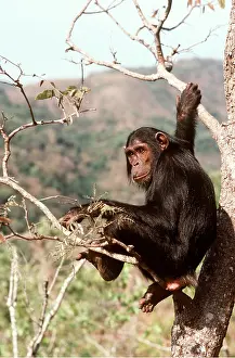 Outs: CHIMPANZEE - Flossie in tree