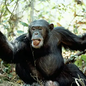 Chimp: Chimpanzee - Freud, alpha male, 23 years old