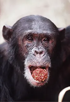 Chimp: CHIMPANZEE - Freud eating Harungana madagascariensis