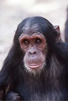 Chimp: CHIMPANZEE - Galahad, 5yrs male