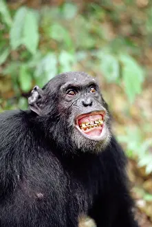 Excited: CHIMPANZEE - Gigi excited by Colobus hunt