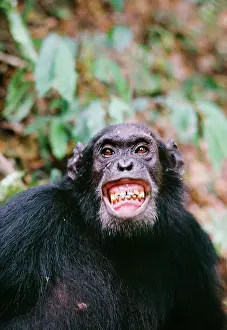 Sinister: CHIMPANZEE - Gigi excited by Colobus hunt, with
