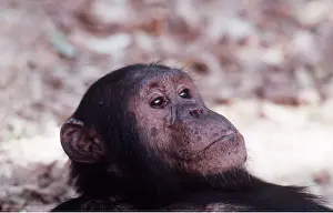 Chimp: CHIMPANZEE - Gimble, 16 year old male