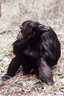Chimp: CHIMPANZEE - Gimble, male. 16 years old