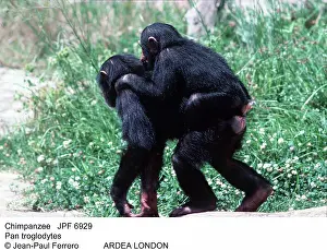Hitchhiking: CHIMPANZEE - giving piggyback to second chimpanzee