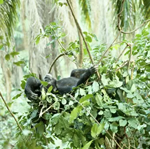 Goblin: Chimpanzee - Goblin a 29 year old alpha male