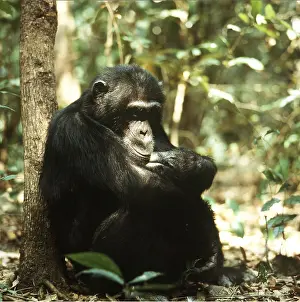 Goblin: CHIMPANZEE - Goblin 29 Year old ex-alpha male